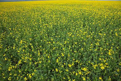 《无人深空》“远征”限时活动回归 本周开始